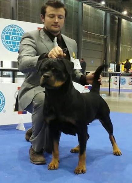 Rottweiler.  Ch. DIXI MIRACLE ROTT.