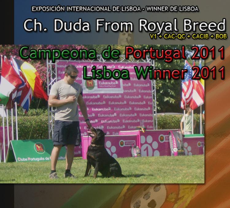 Rottweiler. Ch. Duda From Royal Breed. Rottweiler. Ch. Duda From Royal Breed.