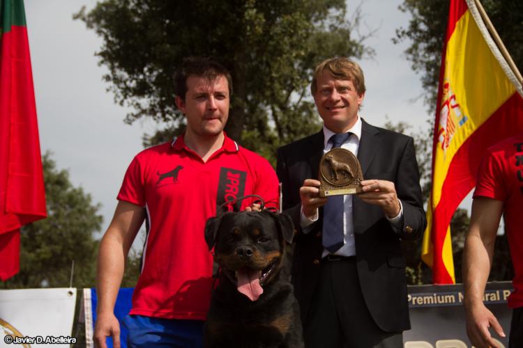 Rottweiler. GERO KING OF THE EAST.