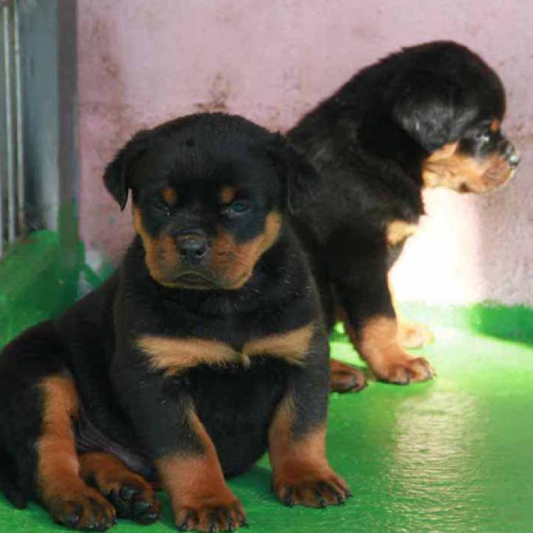 Rottweiler. Camada H.