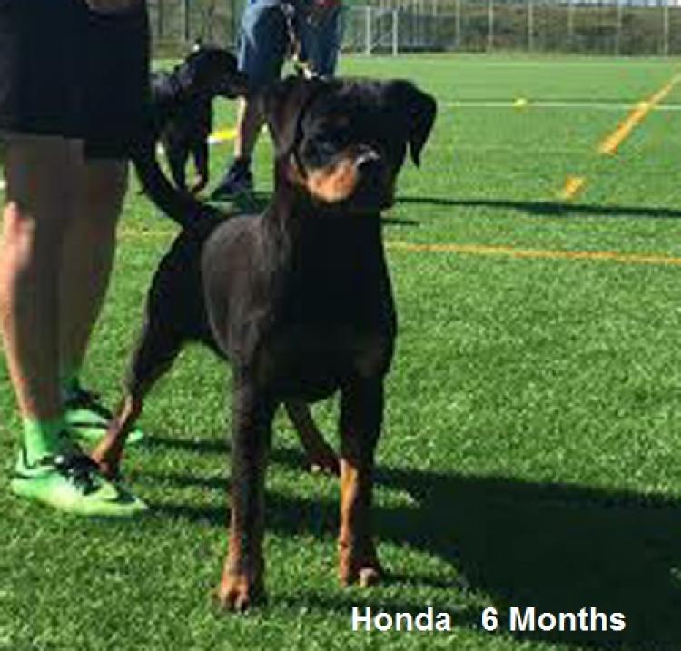 Rottweiler. Honda I De Breogan.