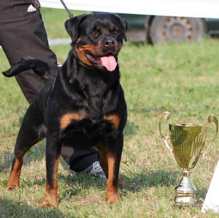 Rottweiler.  Ch. Princess Brcko Star.