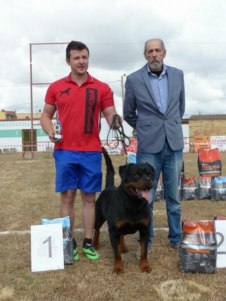 Rottweiler. GERO KING OF THE EAST.