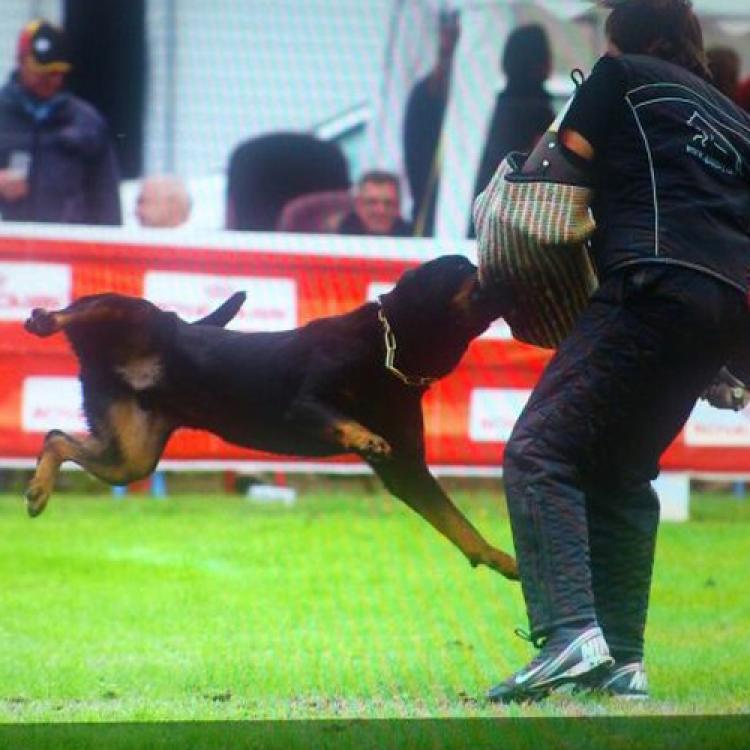 TÃtulos obtenidos por nuestros perros Rottweiler. Ch. Astuko de Breogan. TÃtulos obtenidos por nuestros perros Rottweiler. Ch. Astuko de Breogan.