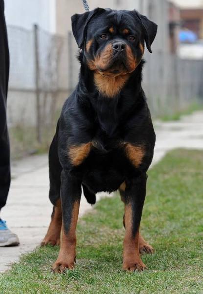 Rottweiler.  Ch. Ramona Winner Civi.