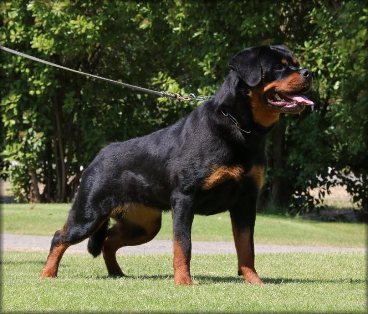 Rottweiler. Conny Del Calvijar.