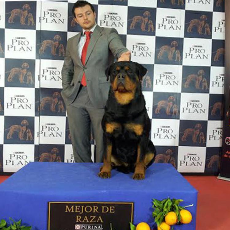 Rottweiler.  Ch. Oki Vom Haus Drazic.