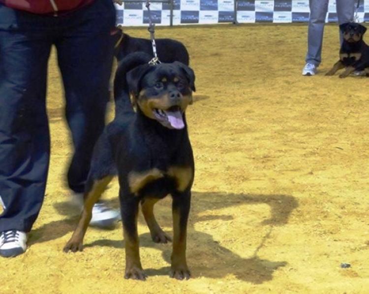 Rottweiler. Yuma De Breogan.