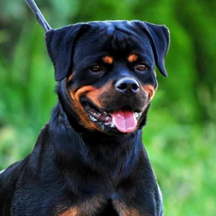 TÃtulos obtenidos por nuestros perros Rottweiler. Ch. Fani vom hause Pista. TÃtulos obtenidos por nuestros perros Rottweiler. Ch. Fani vom hause Pista.