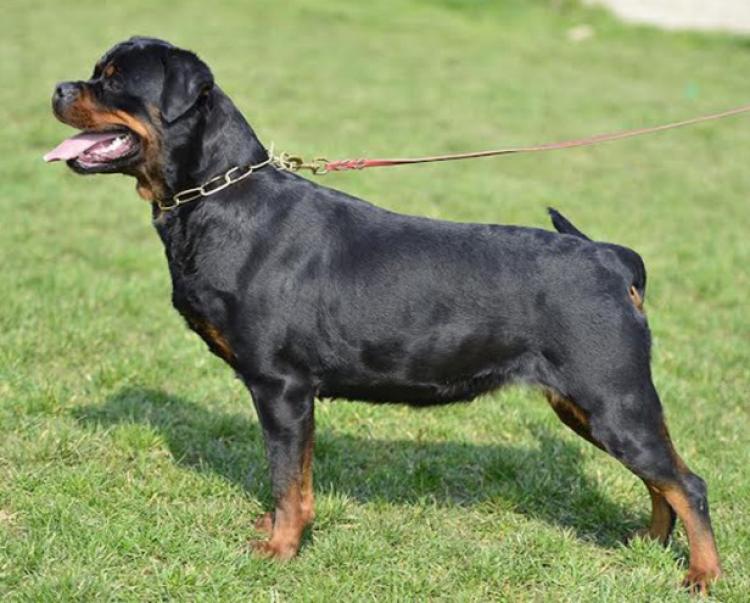 Rottweiler. Dona Of Nicola´s Lion.