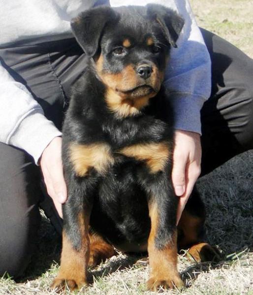 Rottweiler. Elly Dark Force.