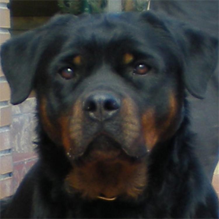 Rottweiler. Ena Of Nicola s Lion Rottweiler. Ena Of Nicola s Lion