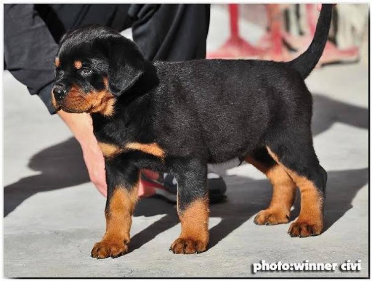 Rottweiler. Eliot Dark Force.