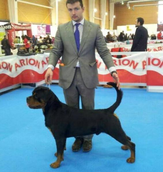 Rottweiler.  Ch. Oki Vom Haus Drazic.