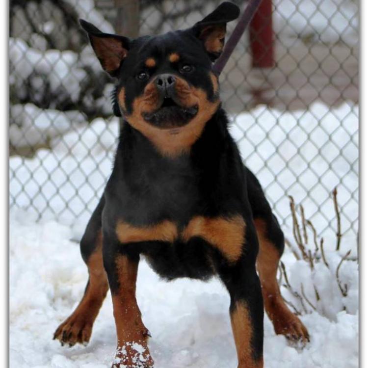 Rottweiler.  Ch. Shery Brko Star.