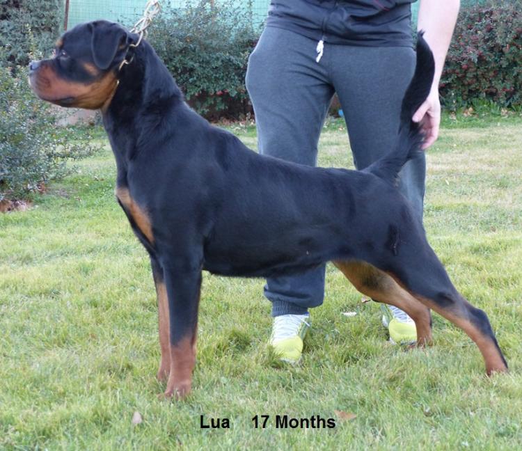 Rottweiler. Lua De Breogan.