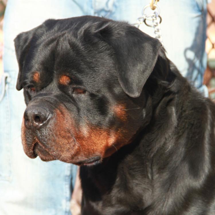 Semen Congelado DISPONIBLE. Rottweiler.  Ch. Jerry Lee Van Gorgar. Semen Congelado DISPONIBLE. Rottweiler.  Ch. Jerry Lee Van Gorgar.