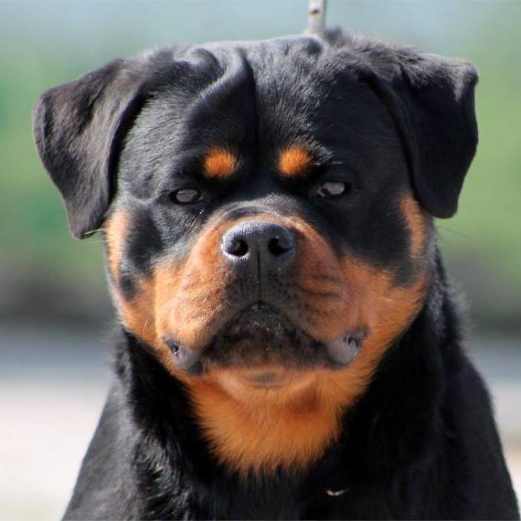 Rottweiler.  Ch. Shery Brko Star.
