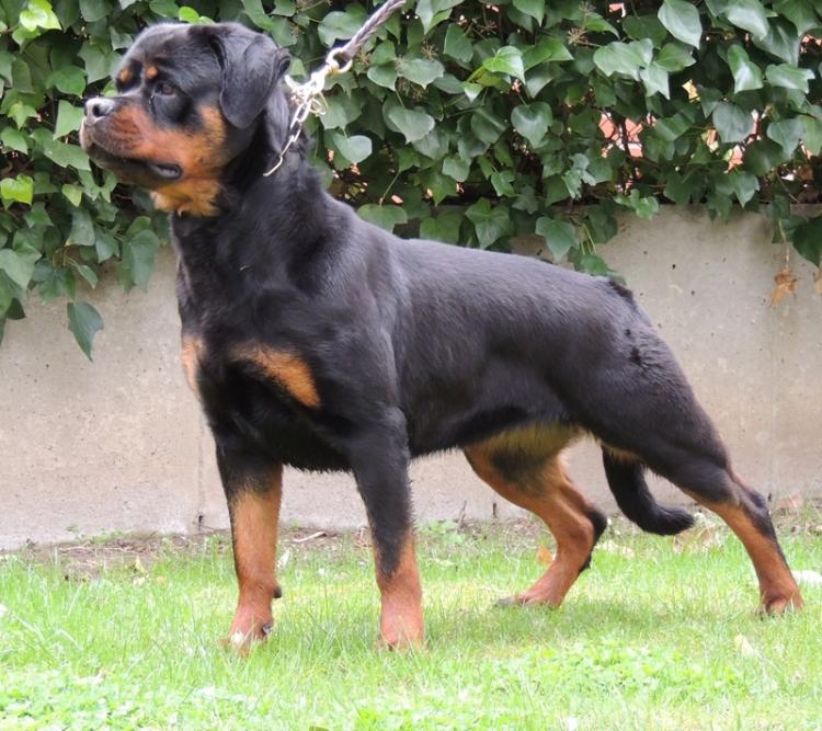 Rottweiler. India De Breogan.