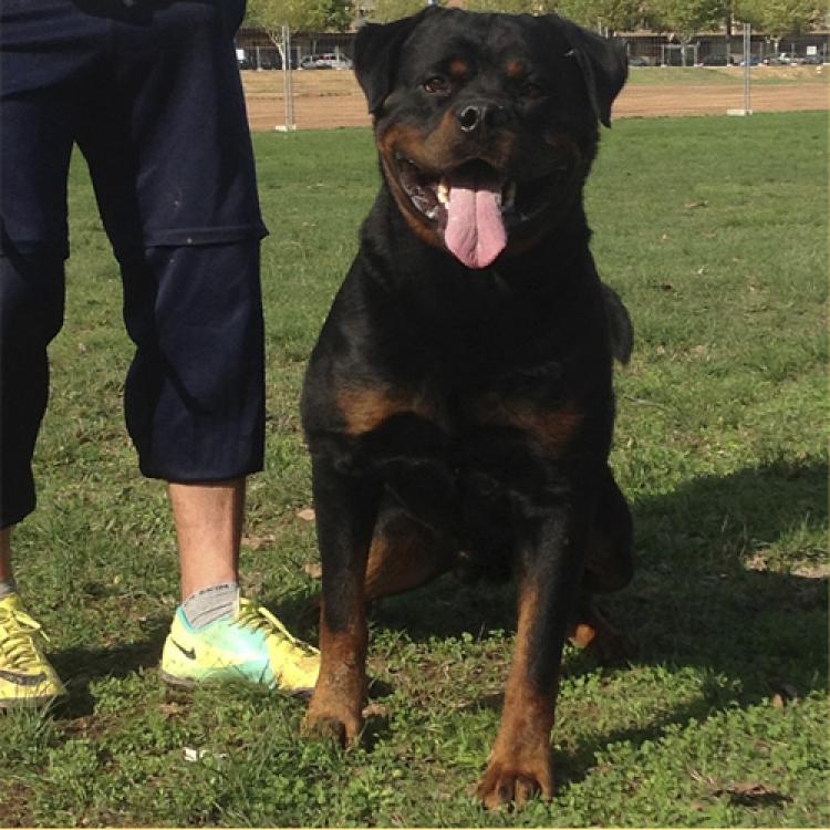 Rottweiler.  Ch. Marko De Breogan.