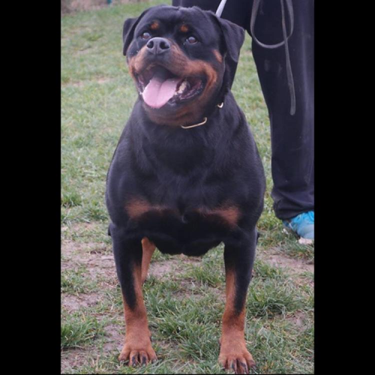 Rottweiler.  Ch. Fanta Of Nicola´s Lion.