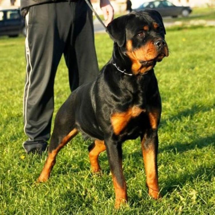 Rottweiler. Pink Flash Rouses.