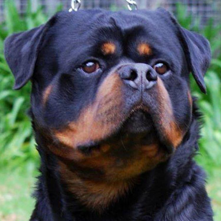 Rottweiler.  Ch. Rolf Darel.