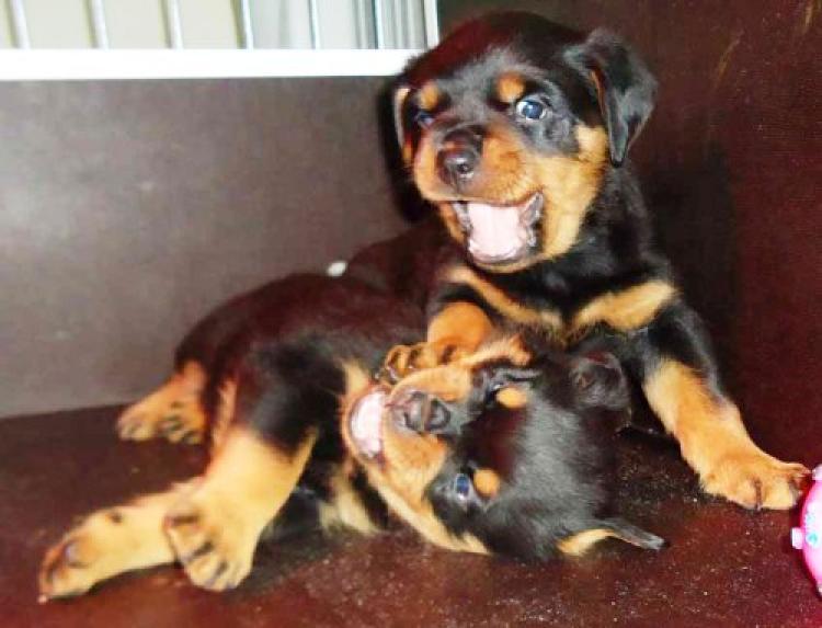 Rottweiler. Camada I. Ina e Inka de Breogan.