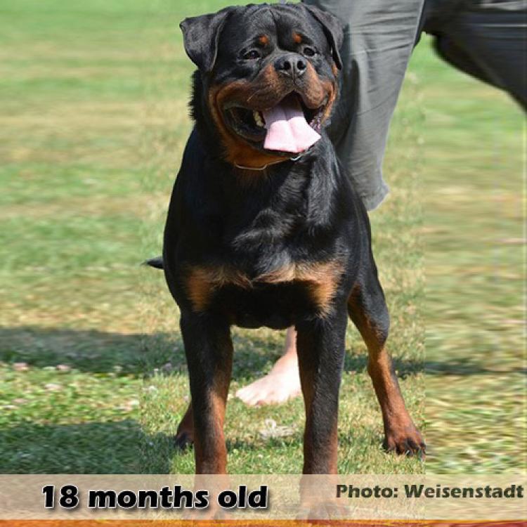 Rottweiler.  Ch. Jerry Lee Van Gorgar.