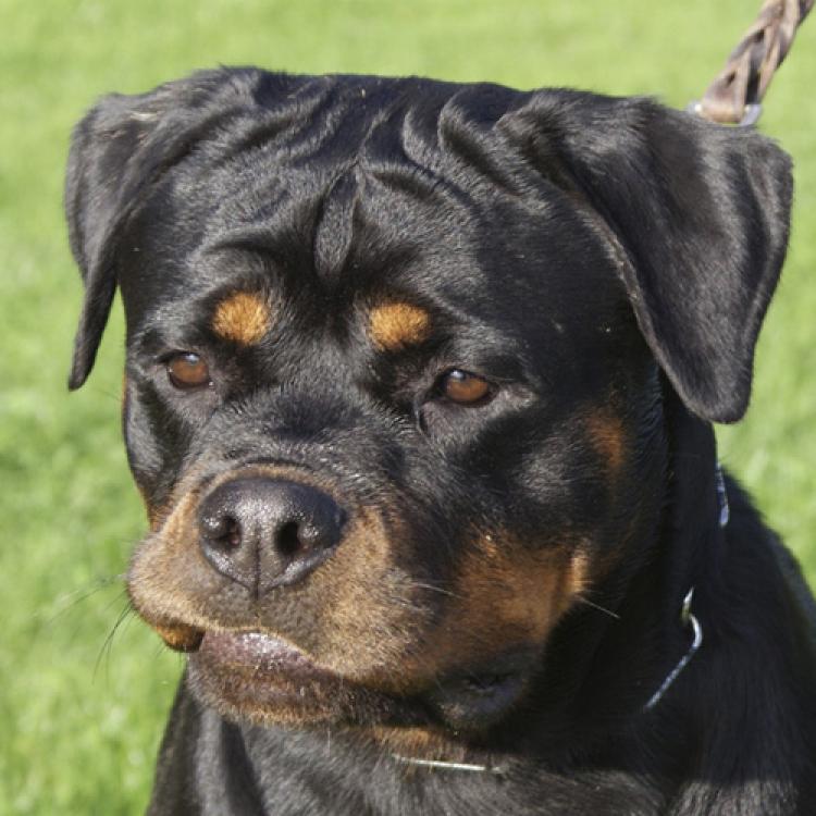 Rottweiler.  Ch. DIXI MIRACLE ROTT.