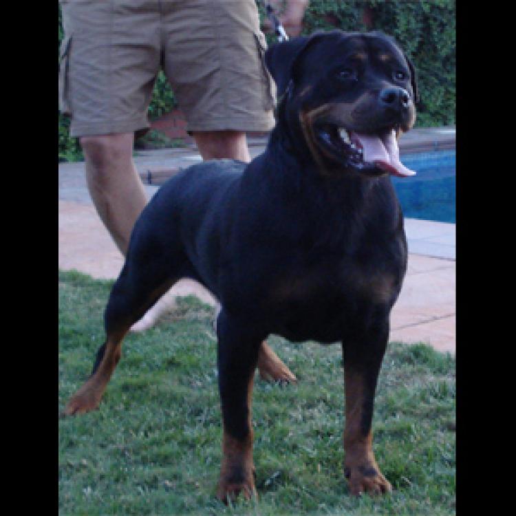 Rottweiler.  Ch. Naila De Breogan.
