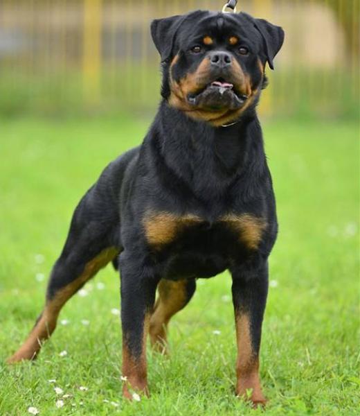 Rottweiler.  Ch. Falco Von Haus Drazic. Rottweiler.  Ch. Falco Von Haus Drazic.