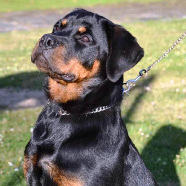 Rottweiler. Eika De Breogan.