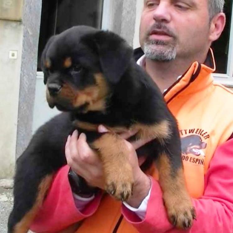 Rottweiler. Cheyenne Do Pazo Do Espiño.
