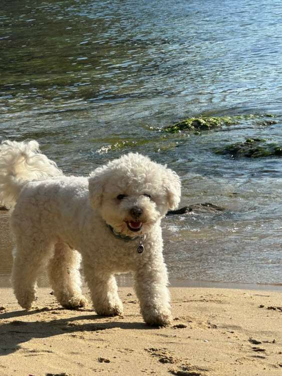 Bichón de Pelo Rizado. Samba   Bichón frisé