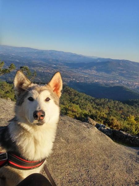 Alaskan Malamute. Ares.