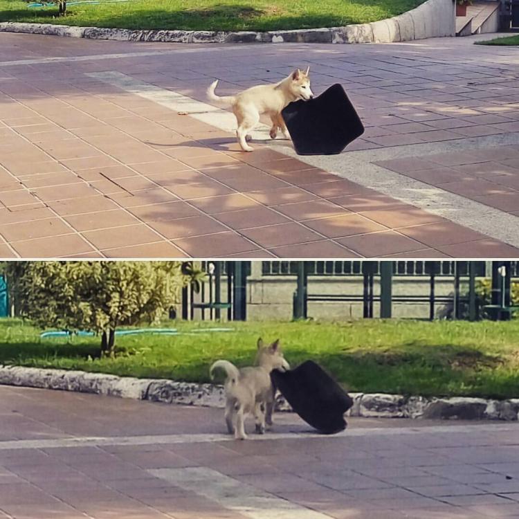 Alaskan Malamute. Ayudando a aspirar xd