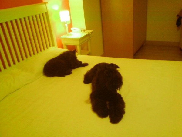 Kerry Blue Terrier. La Cadiera Felicity. Con tu amigo Zippo