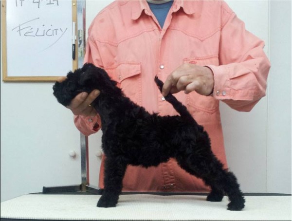 Kerry Blue Terrier. La Cadiera Felicity. El dia que fui a buscarte