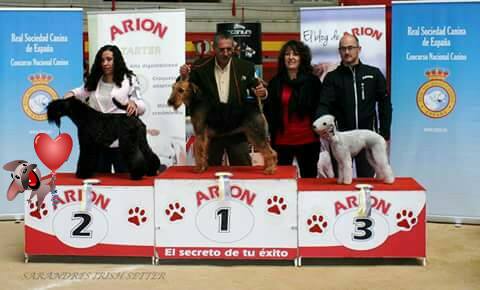 Kerry Blue Terrier. Zippo. Kerry Blue Terrier. Zippo.