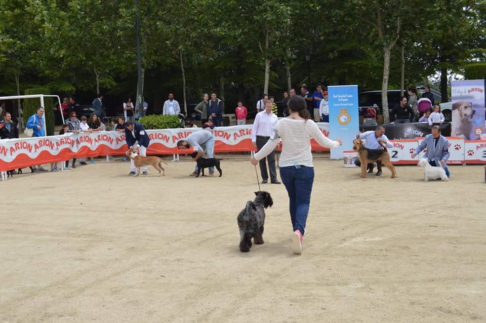 Kerry Blue Terrier. Felicity. Kerry Blue Terrier. Felicity.