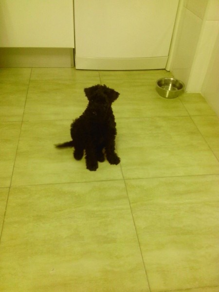 Kerry Blue Terrier. La Cadiera Felicity. Que chiquitina eras