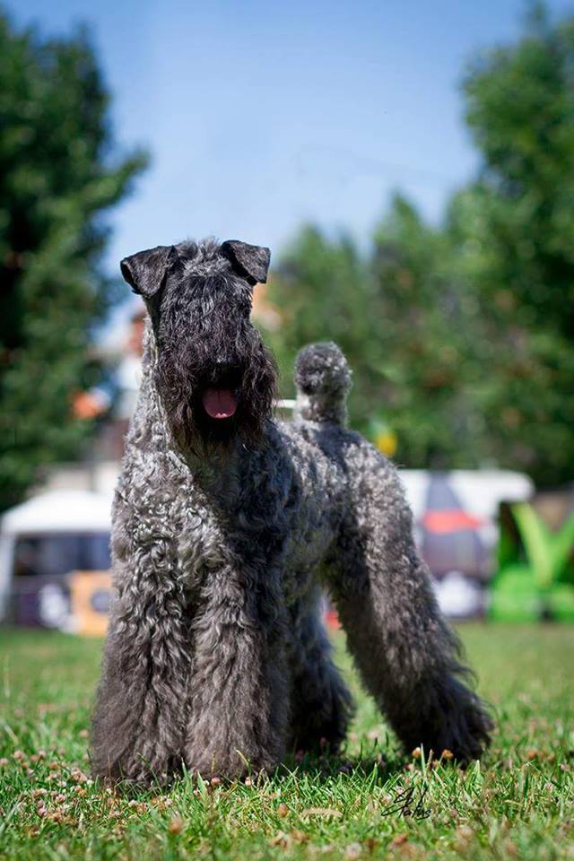 Kerry Blue Terrier. Felicity. Kerry Blue Terrier. Felicity.