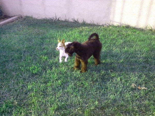 Kerry Blue Terrier. La Cadiera Felicity. 