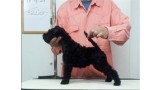 Kerry Blue Terrier. La Cadiera Felicity. El dia que fui a buscarte