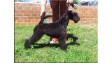 Kerry Blue Terrier. La Cadiera Felicity. 