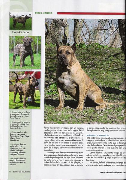 Dogo Canario. Pagina 22.