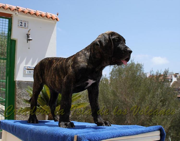Dogo Canario. FANNY DE LA ISLA DE LOS VOLCANES de cachorra.