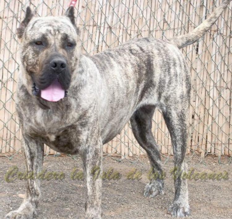 Dogo Canario. Elsa De Presa Yeyfe.