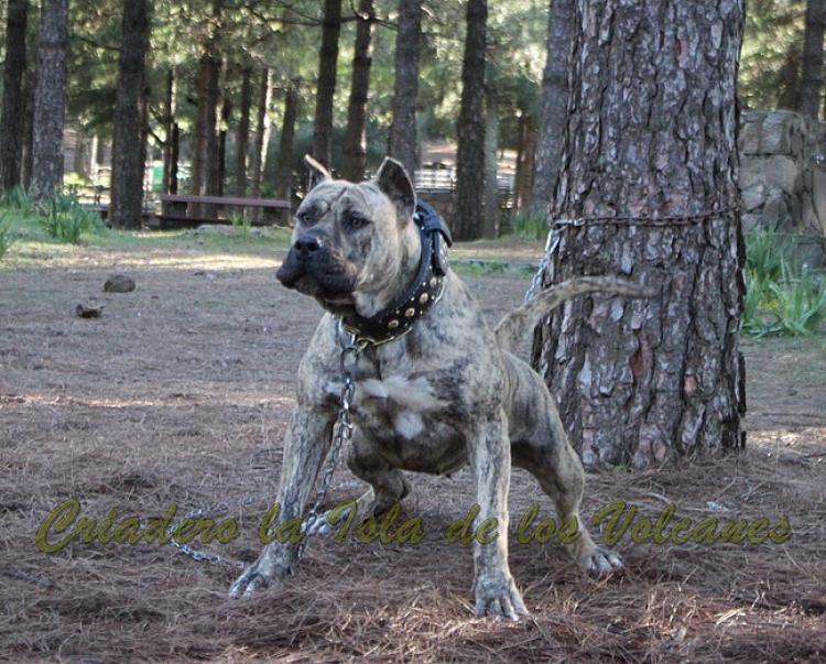 Dogo Canario. Estela De La Isla De Los Volcanes con 20 meses.